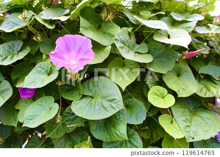 粉紅色的牽牛花和綠葉 粉紅色的牽牛花和綠葉 119614765