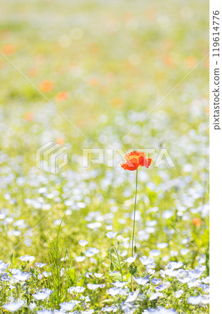 春天花田裡盛開的橘色罌粟花 119614776