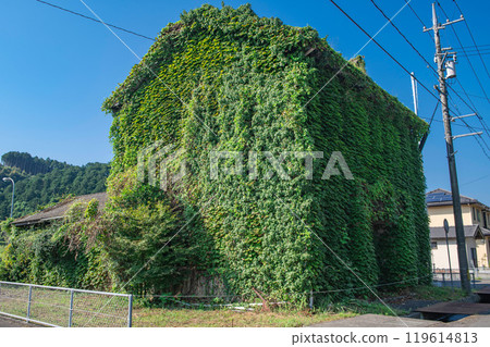 常春藤葉覆蓋的舊甲商郵局 119614813