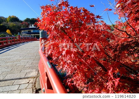 Autumn leaves and Kisen Bridge in Uji Autumn leaves and Kisen Bridge in Uji 119614820