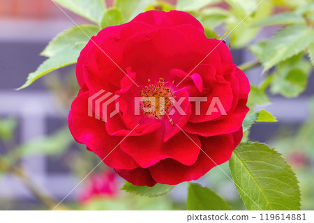 Close-up of a red tea rose flower. Close-up of a red tea rose flower. 119614881