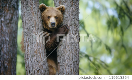 A bear that is interested in me 119615264
