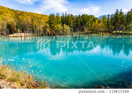 Hokkaido's Short Autumn: Autumn Leaves at the Blue Pond 119615399