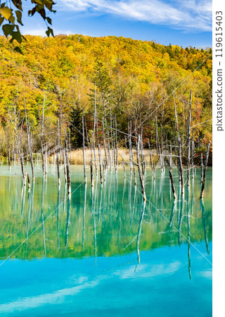 Hokkaido's Short Autumn: Autumn Leaves at the Blue Pond Hokkaido's Short Autumn: Autumn Leaves at the Blue Pond 119615403