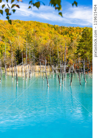 Hokkaido's Short Autumn: Autumn Leaves at the Blue Pond 119615404
