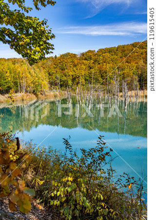 Hokkaido's Short Autumn: Autumn Leaves at the Blue Pond 119615405