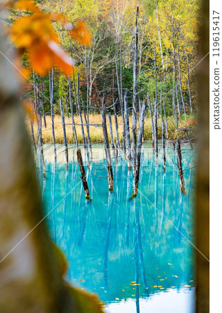 Hokkaido's Short Autumn: Autumn Leaves at the Blue Pond 119615417