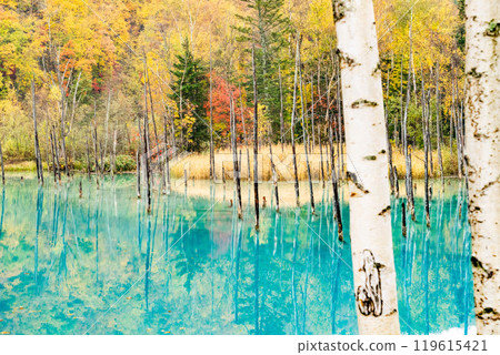 北海道短暫的秋天－藍色的池塘和紅葉 119615421