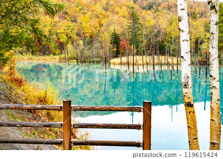 Hokkaido's Short Autumn: Autumn Leaves at the Blue Pond 119615424