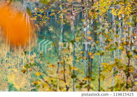 Hokkaido's Short Autumn: Autumn Leaves at the Blue Pond Hokkaido's Short Autumn: Autumn Leaves at the Blue Pond 119615425