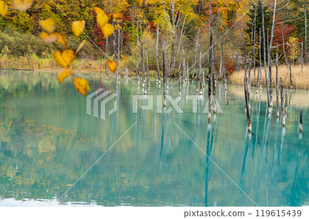 北海道短暫的秋天－藍色的池塘和紅葉 119615439