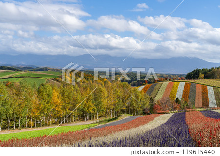 Shikisai Hill in the depths of autumn 119615440