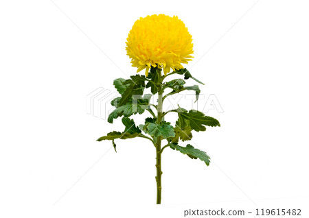 Chrysanthemum Isolate Yellow Chrysanthemum flower, Large Chrysanthemum flower isolated with clipping path. Yellow chrysanthemum flowers isolated .Yellow autumn chrysanthemum isolated. 119615482