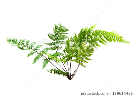 Beautiful composition with fern and other tropical leaves background. Fern leaf, Ornamental foliage, Fern isolated background, with clipping path 119615486