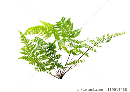 Beautiful composition with fern and other tropical leaves background. Fern leaf, Ornamental foliage, Fern isolated background, with clipping path 119615488