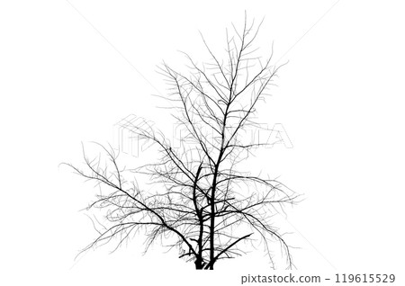 A large tree that is dead standing. Dried Tree Isolate Dead tree isolated  119615529