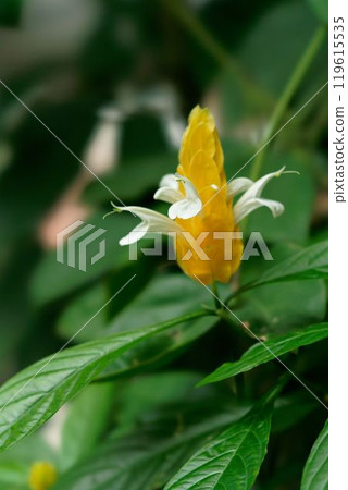 Pakista Kiss Lutea 119615535