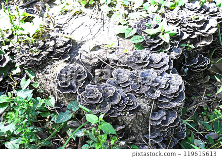 Mushroom (Corbicula versicolor) 119615613