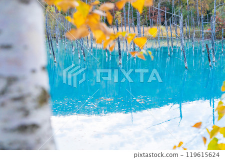 北海道的壯麗景色:藍色的池塘與美麗的對比鮮明的秋葉 北海道的壯麗景色:藍色的池塘與美麗的對比鮮明的秋葉 119615624