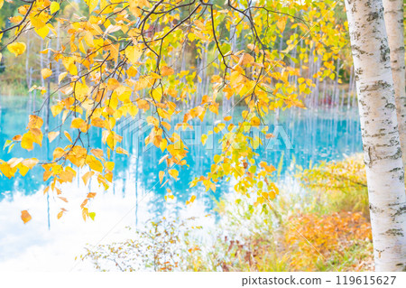 Spectacular Hokkaido scenery: Blue Pond with beautiful contrast of autumn leaves Spectacular Hokkaido scenery: Blue Pond with beautiful contrast of autumn leaves 119615627