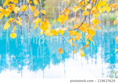 北海道的壯麗景色:藍色的池塘與美麗的對比鮮明的秋葉 北海道的壯麗景色:藍色的池塘與美麗的對比鮮明的秋葉 119615629