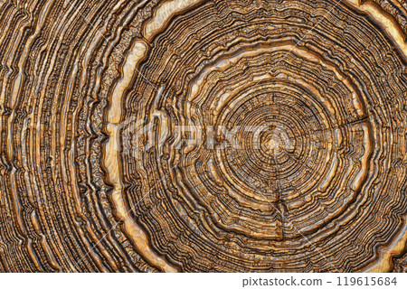 Decorated cross-section of wood with concentric rings around the center. 119615684