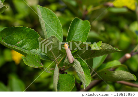 A small ermine moth takes a break from flying, clinging to an apple leaf. The insect blends in perfectly with the green of its surroundings. A close-up of a cute moth on a leaf. 119615980
