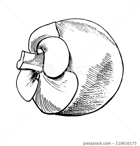 Whole mangosteen fruit. Juicy sour, sweet fruit drawn by hand in graphic technique, vector format translated, in black and white shades. For tea and juice packaging design, for cafe menus, printing Whole mangosteen fruit. Juicy sour, sweet fruit drawn by hand in graphic technique, vector format translated, in black and white shades. For tea and juice packaging design, for cafe menus, printing 119616173