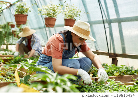 Woman wearing straw hat and gloves working in greenhouse while harvesting vegetables. Another person in background tending to plants and ensuring proper care 119616454