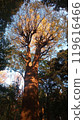 Komorebi 119616466