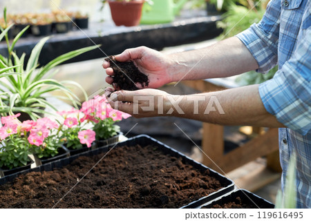 Person's hands holding soil while preparing for planting in garden surrounded by flowers demonstrating gardening technique and passion for horticulture 119616495