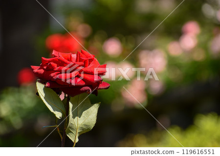 Bright red spring roses 119616551
