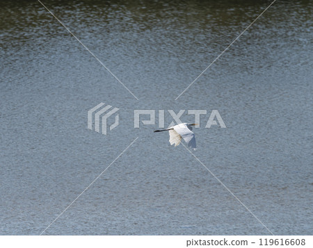 Great Egret flying over the Yamato River Great Egret flying over the Yamato River 119616608
