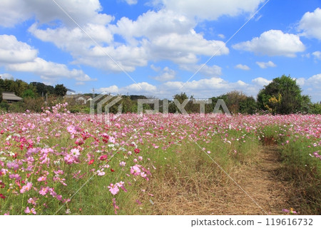 Cosmos in full bloom 119616732