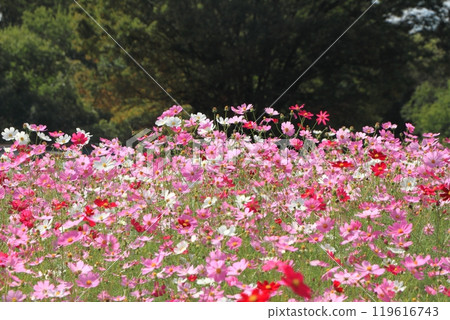 Cosmos in full bloom Cosmos in full bloom 119616743
