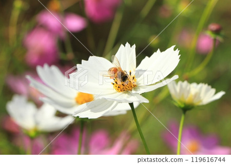 波斯菊盛開 119616744