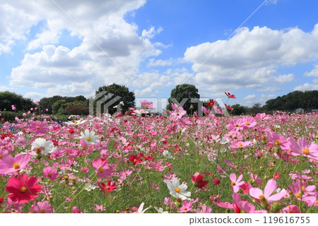 Cosmos in full bloom 119616755