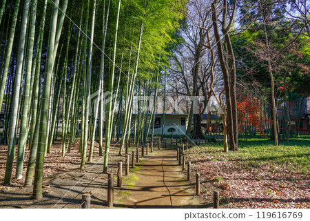 Autumn at Roka Koshunen Garden: Autumn leaves near the former residence of Tokutomi Roka (Setagaya, Tokyo) 119616769