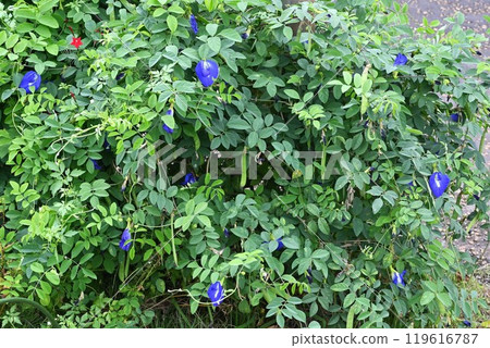 蝴蝶豌豆花/蝴蝶茶 蝴蝶豌豆花/蝴蝶茶 119616787