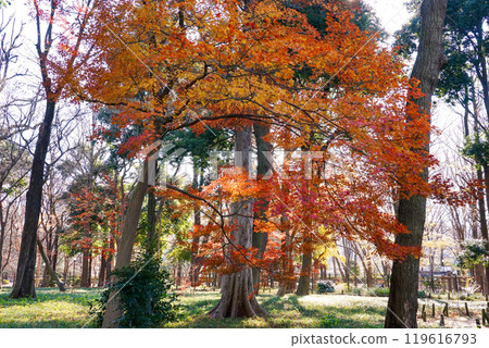 Autumn at Roka Koshunen Garden: Autumn leaves near the former residence of Tokutomi Roka (Setagaya, Tokyo) 119616793