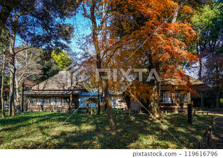 秋鹿花甲春年 - 德富鹿花故居(東京都世田谷區)附近的秋葉 秋鹿花甲春年 - 德富鹿花故居(東京都世田谷區)附近的秋葉 119616796