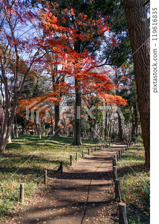秋鹿花甲春年 - 德富鹿花故居（東京都世田谷區）附近的秋葉 119616835