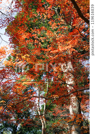 Autumn at Roka Koshunen Garden: Autumn leaves near the former residence of Tokutomi Roka (Setagaya, Tokyo) 119616839