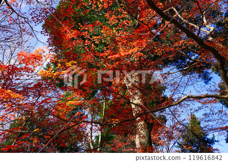 Autumn at Roka Koshunen Garden: Autumn leaves near the former residence of Tokutomi Roka (Setagaya, Tokyo) 119616842