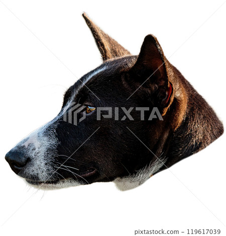 Dog running straight on camera isolated on white background at full speed on competition Dog running straight on camera isolated on white background at full speed on competition 119617039