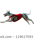 Dog running straight on camera isolated on white background at full speed on competition 119617093