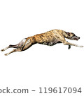 Dog running straight on camera isolated on white background at full speed on competition 119617094