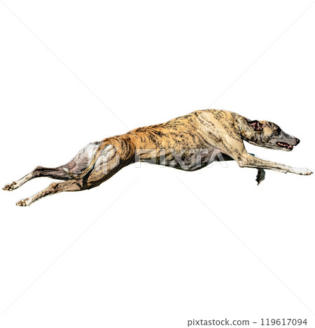 Dog running straight on camera isolated on white background at full speed on competition Dog running straight on camera isolated on white background at full speed on competition 119617094