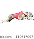 Dog running straight on camera isolated on white background at full speed on competition 119617097