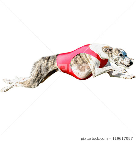 Dog running straight on camera isolated on white background at full speed on competition Dog running straight on camera isolated on white background at full speed on competition 119617097